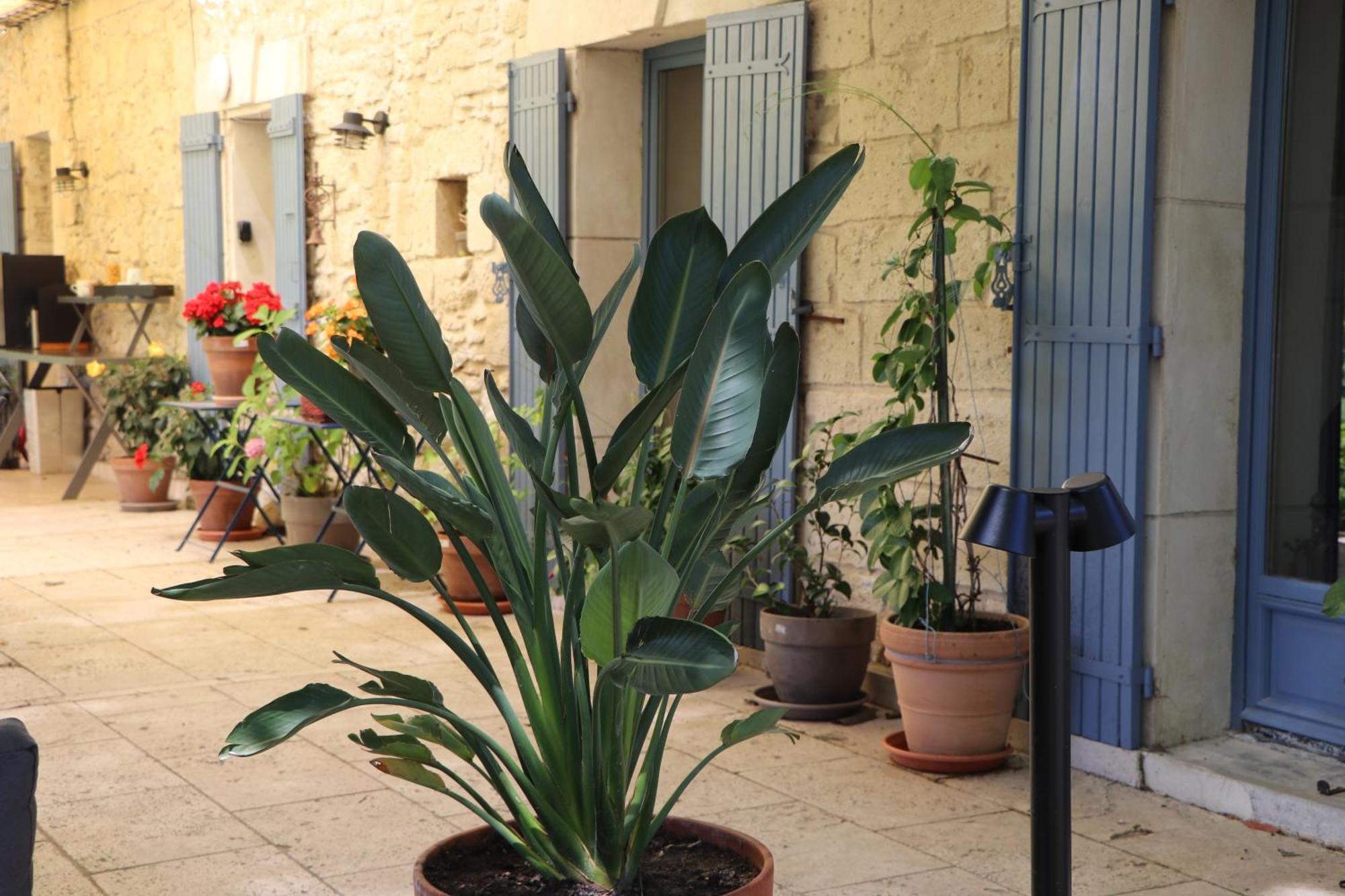 Le Mas Des Cerisiers Jacuzzi Et Sauna Inclus Pour Tous Les Logements Avignon Eksteriør bilde