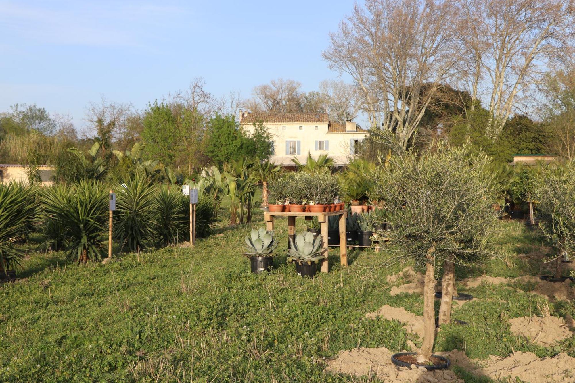 Le Mas Des Cerisiers Jacuzzi Et Sauna Inclus Pour Tous Les Logements Avignon Eksteriør bilde